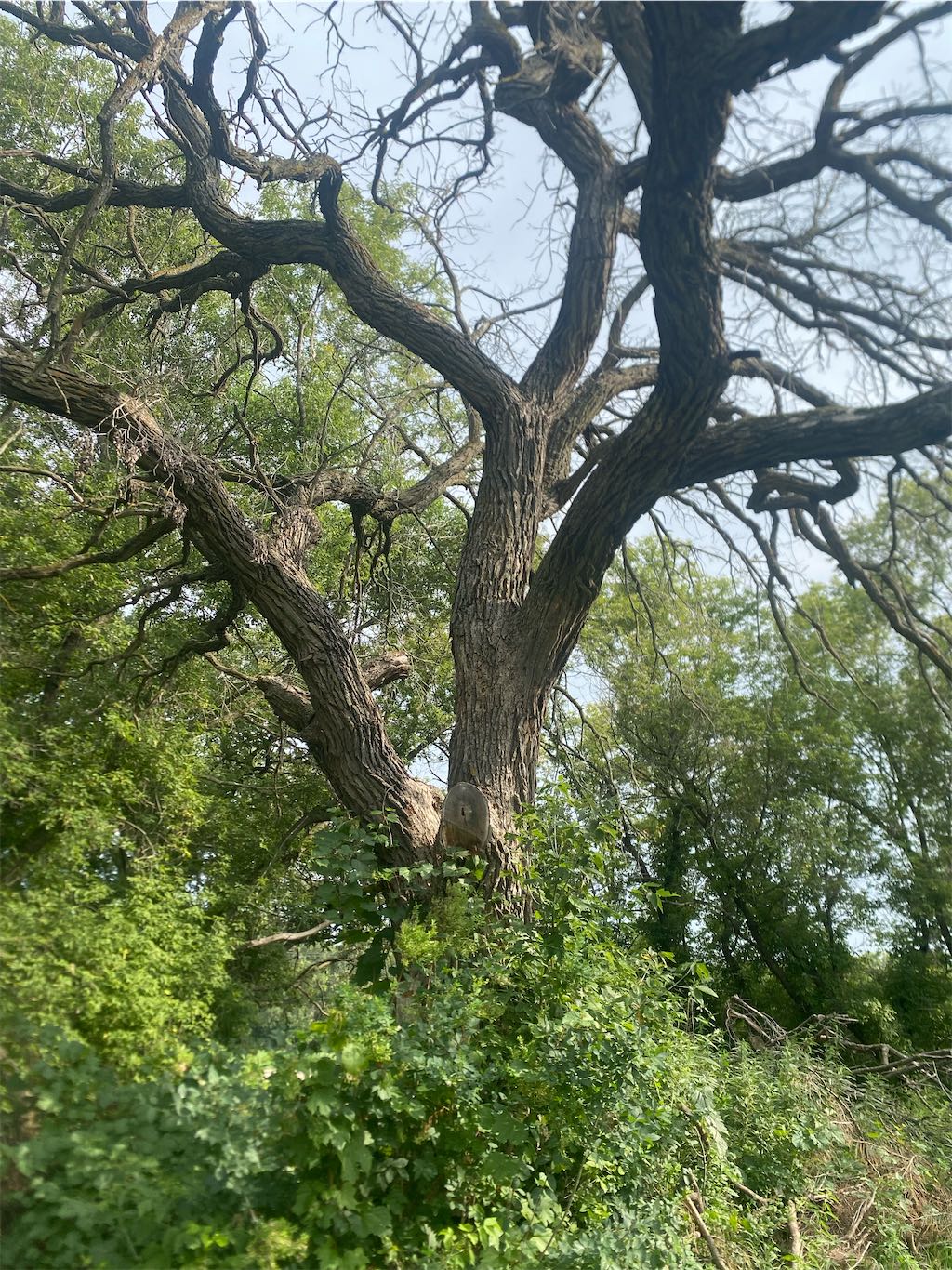 how do i know how a oak tree die from