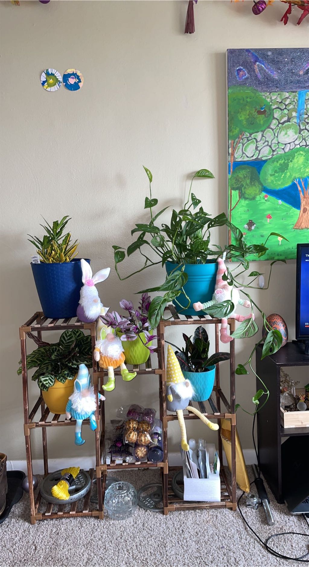 care tips on my swiss cheese vine