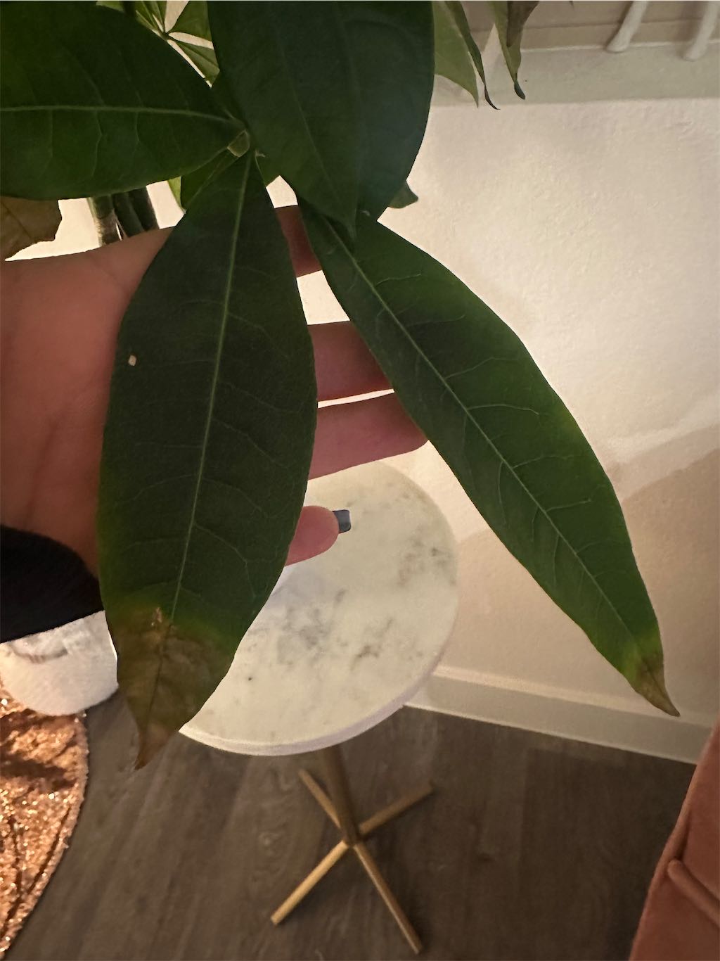 monstera karstenianum Monstera Karstenianum Variegated