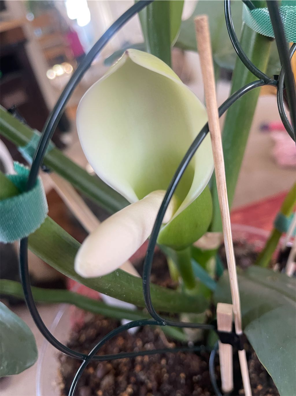 Philodendron Silver Sword Bloom