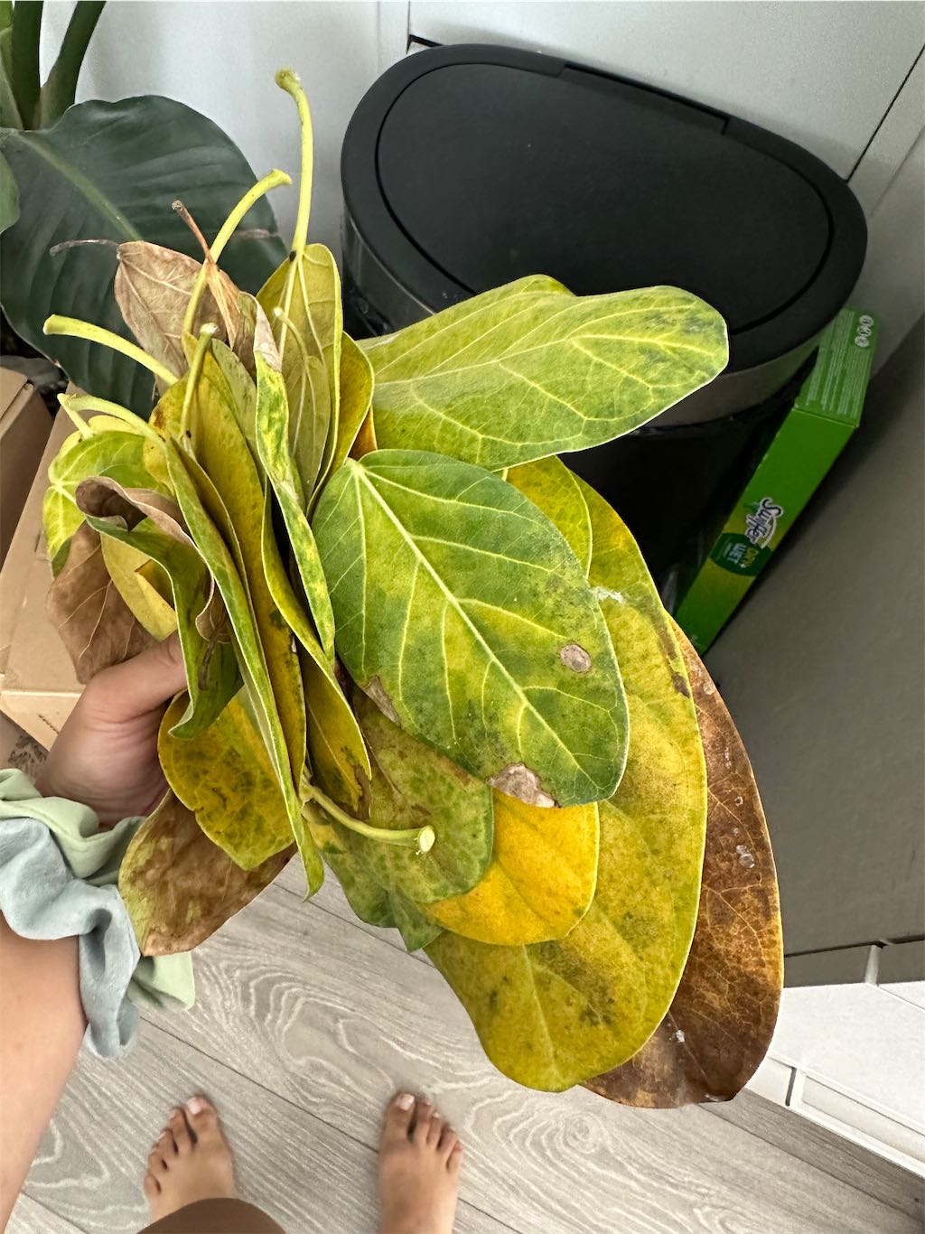 does anyone know how to treat a ficus audrey?
