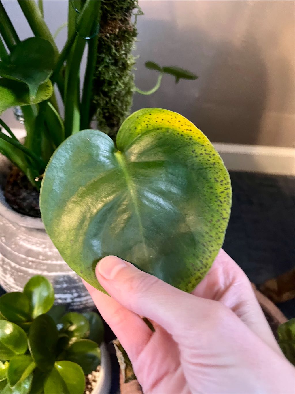kletternder philodendron giftig Philodendron Scandens 'Brasil' (Kletter-Philodendron) (M) kaufen? | Miguel
